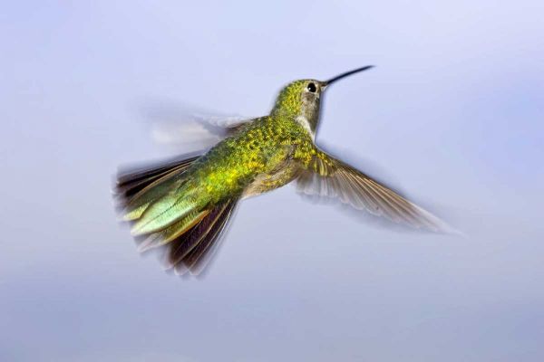 Colorado, Heeney Rufous hummingbird in flight